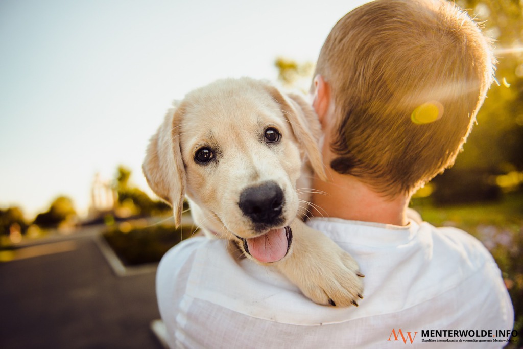 Police are handing out fewer dog fines in the province of Groningen